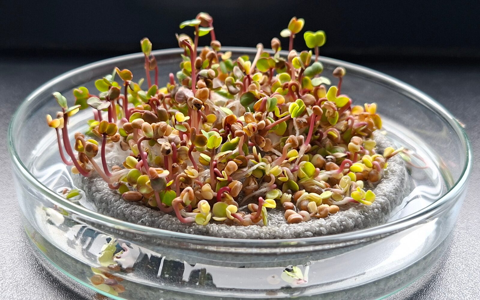 Microgreens rostoucí v pěstebním médiu Glassticine jako ekologická náhrada minerální vlny